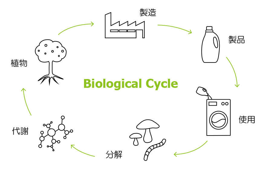 Biological Cycle